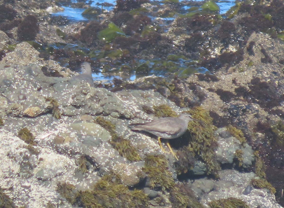 Wandering Tattler - ML620152863