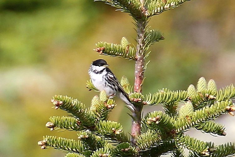 Blackpoll Warbler - ML620152865