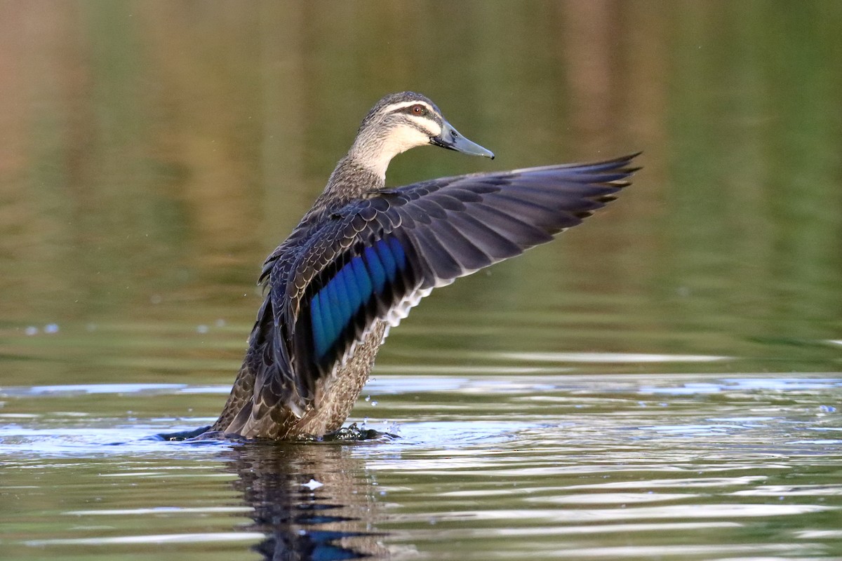 Pacific Black Duck - ML620152881