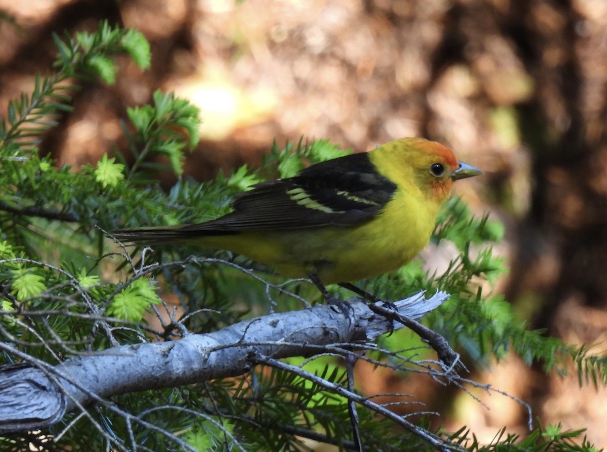 Western Tanager - ML620152887