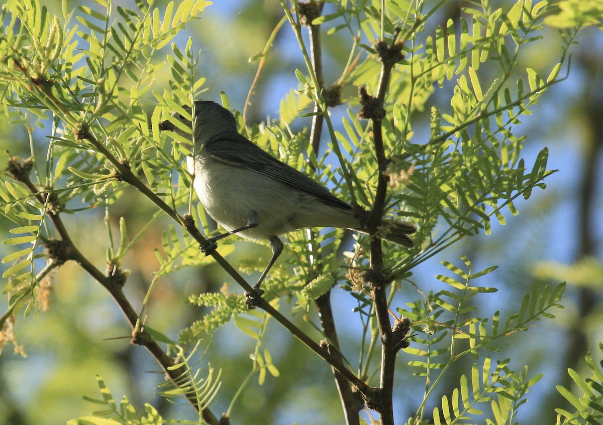 Lucy's Warbler - ML620152890