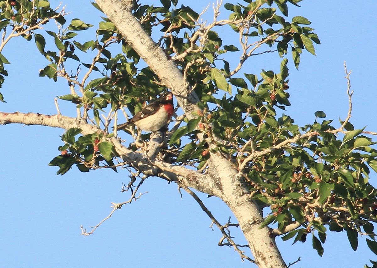 Rose-breasted Grosbeak - ML620152893