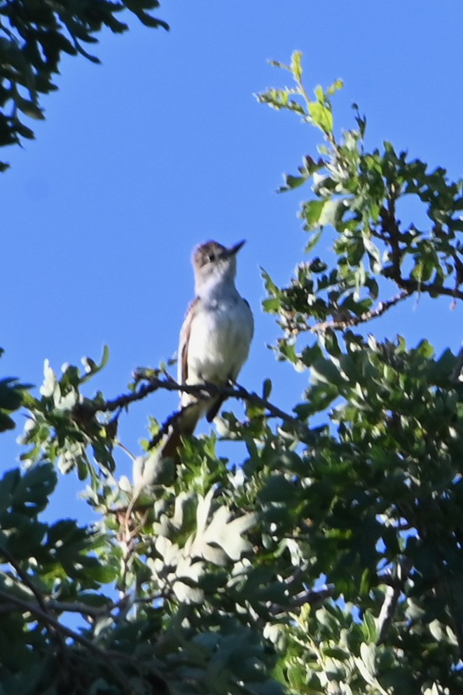 Ash-throated Flycatcher - ML620152896