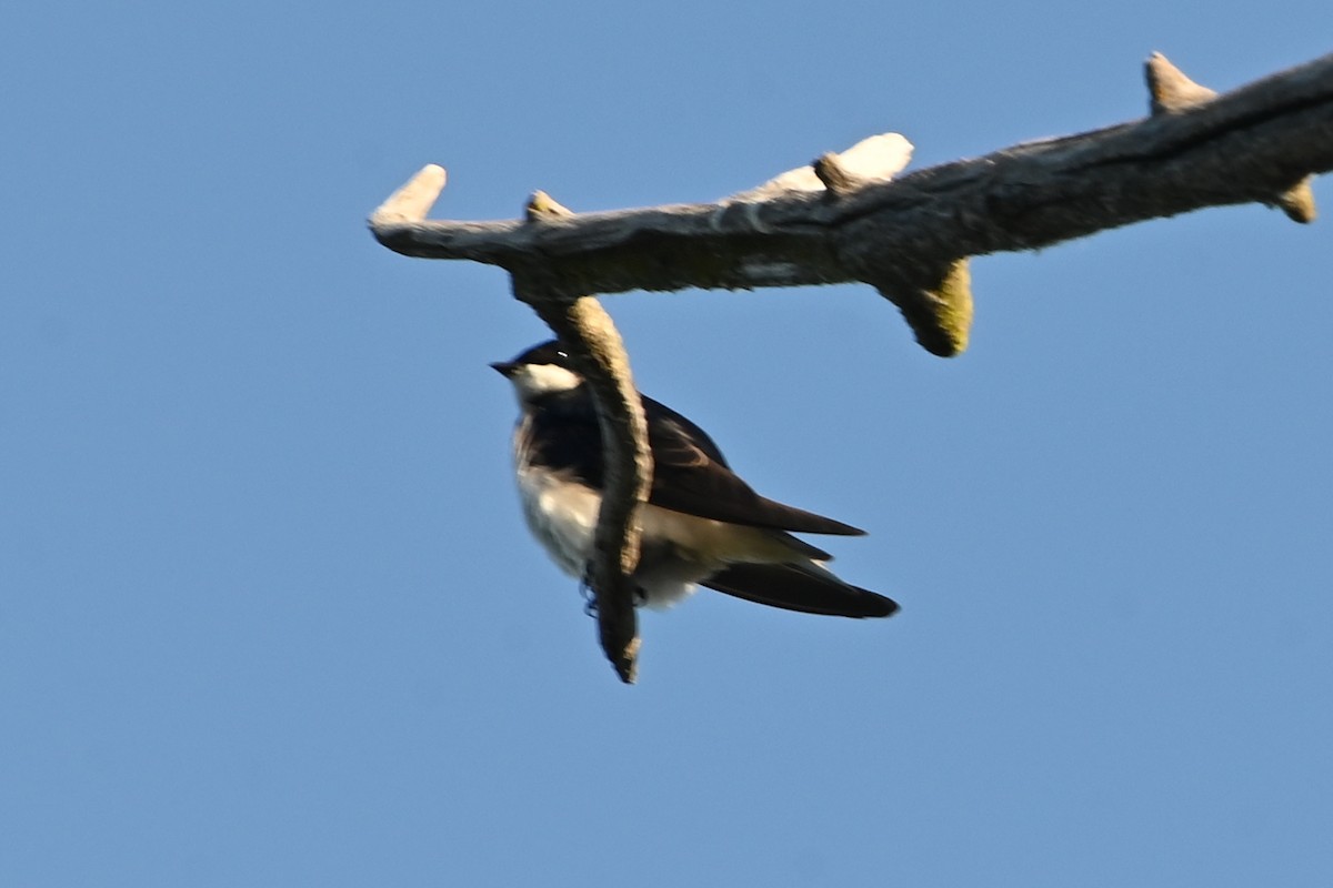 Tree Swallow - ML620152902