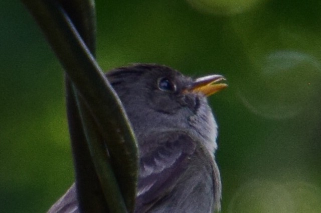 Eastern Wood-Pewee - Sandy Dion