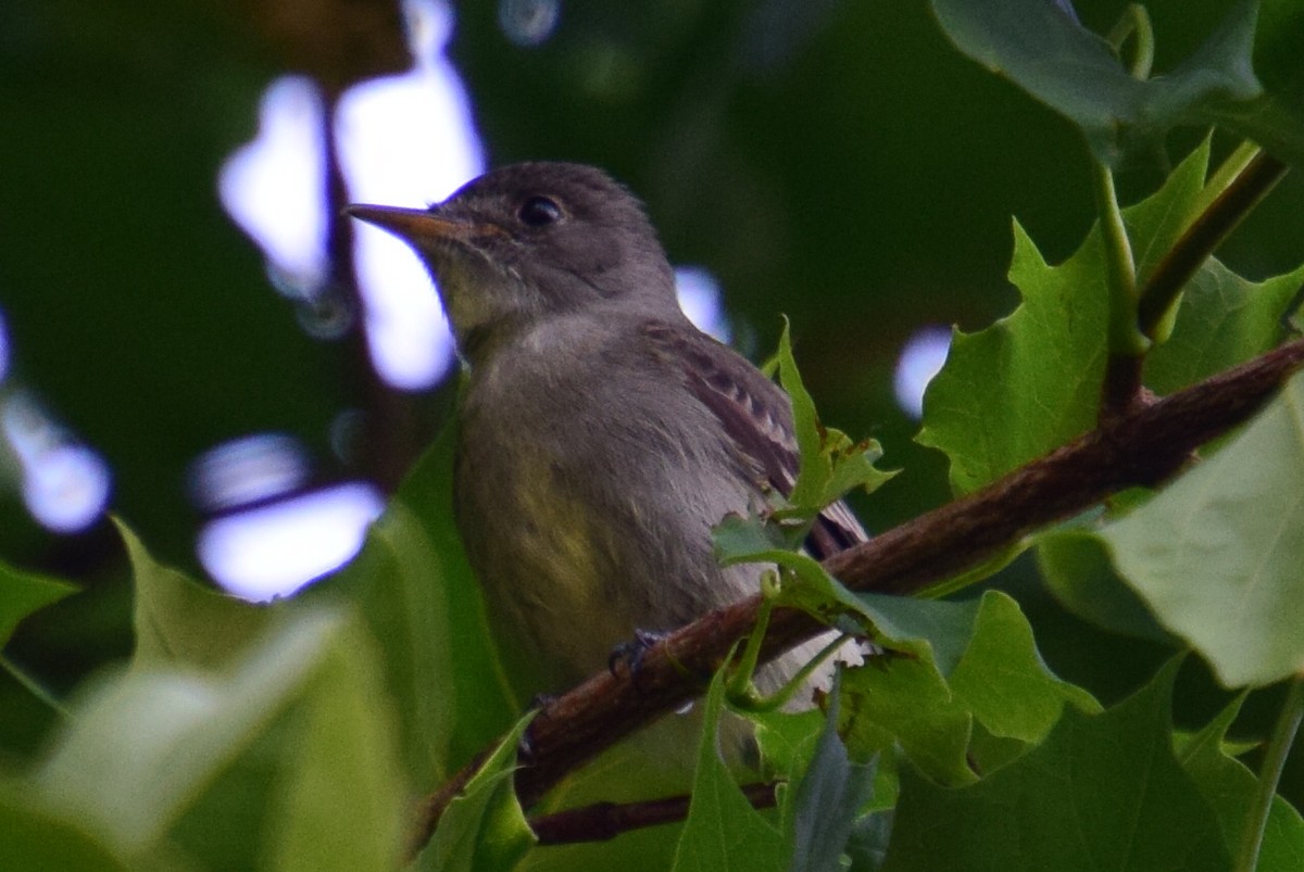 Eastern Wood-Pewee - ML620152911