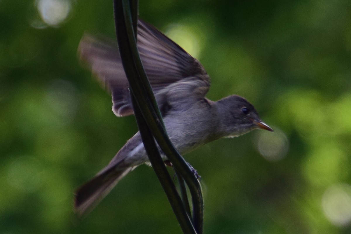 Eastern Wood-Pewee - ML620152912