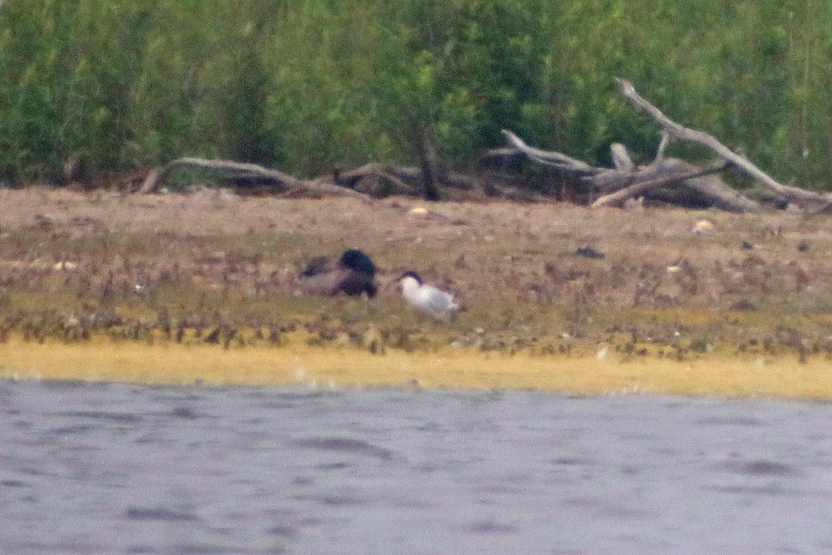 Gull-billed Tern - ML620152914