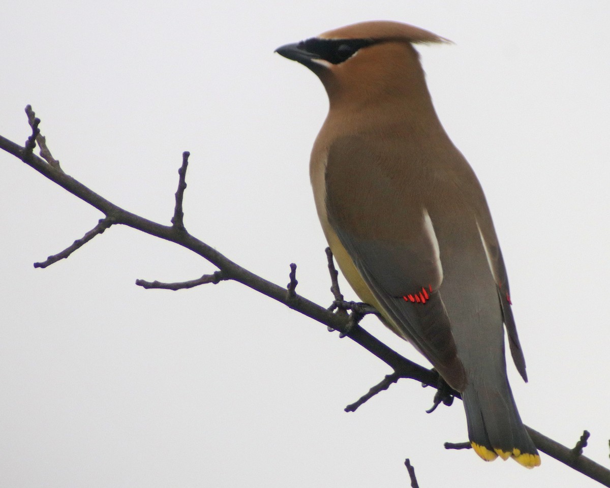 Cedar Waxwing - Corey Finger