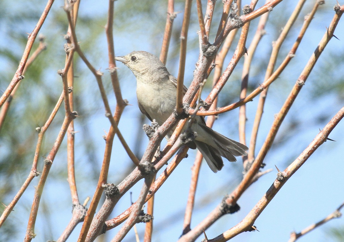 Lucy's Warbler - ML620152924