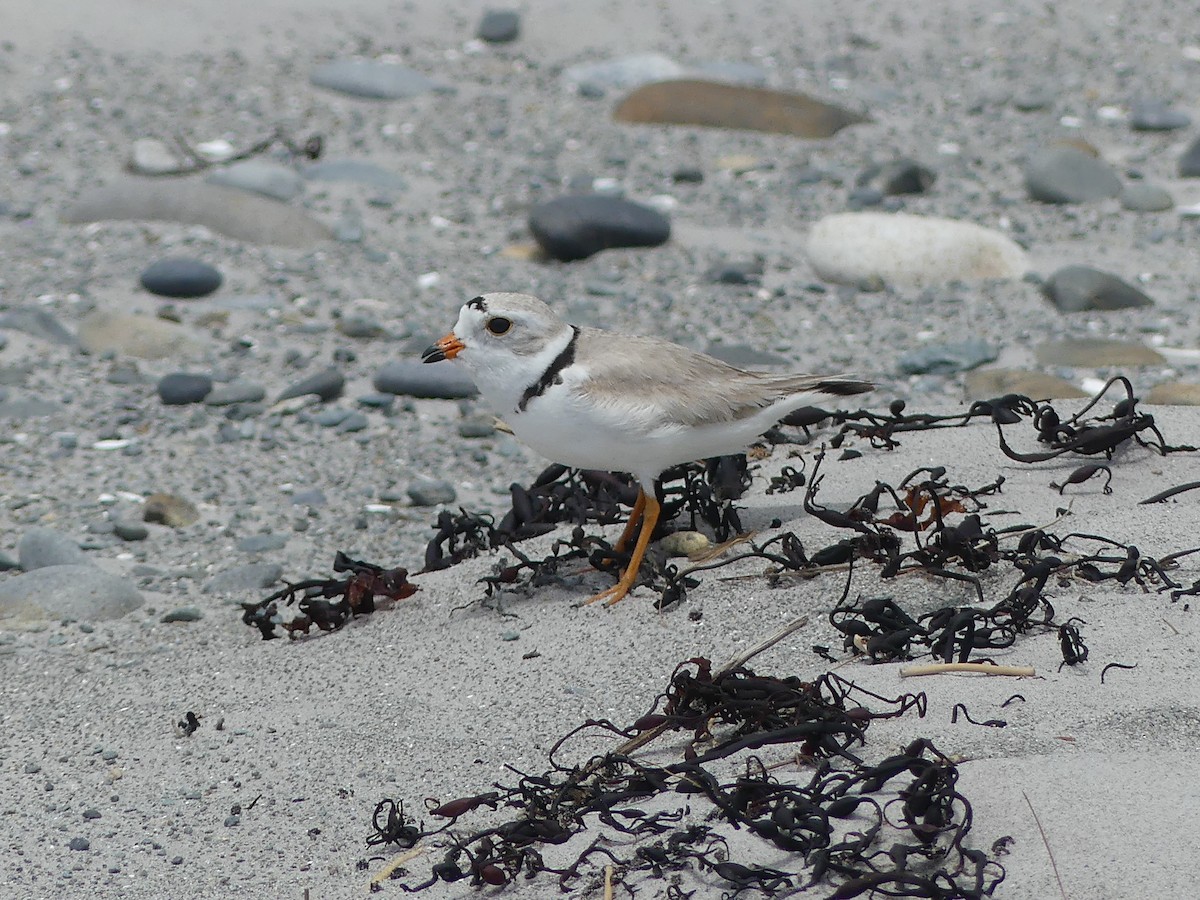 Piping Plover - ML620152929