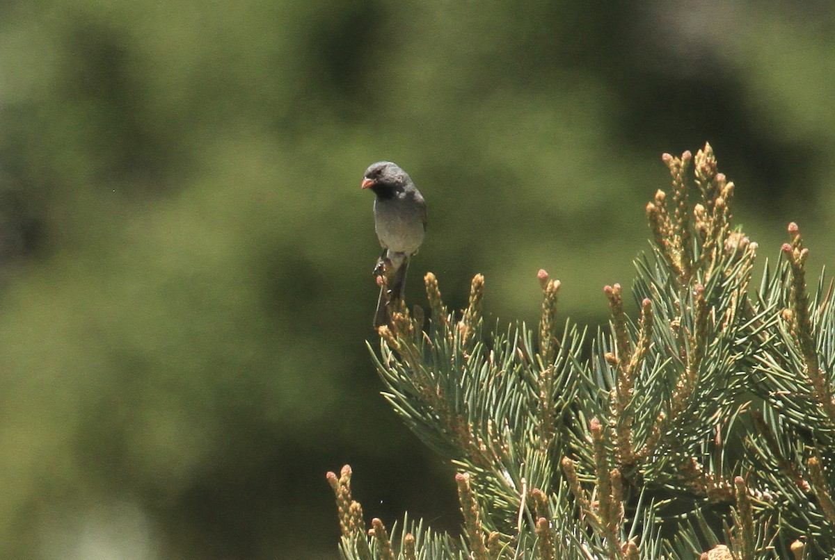 Black-chinned Sparrow - ML620152933