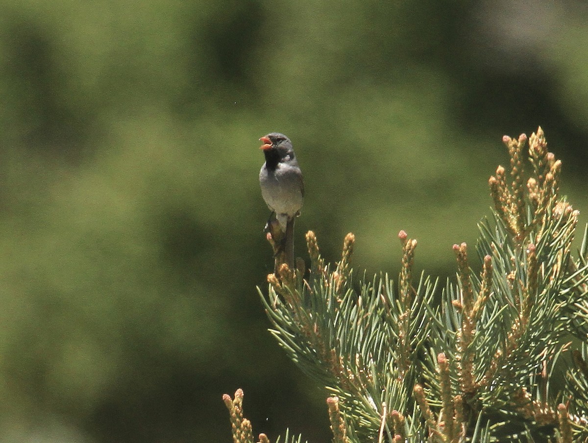 Black-chinned Sparrow - ML620152934