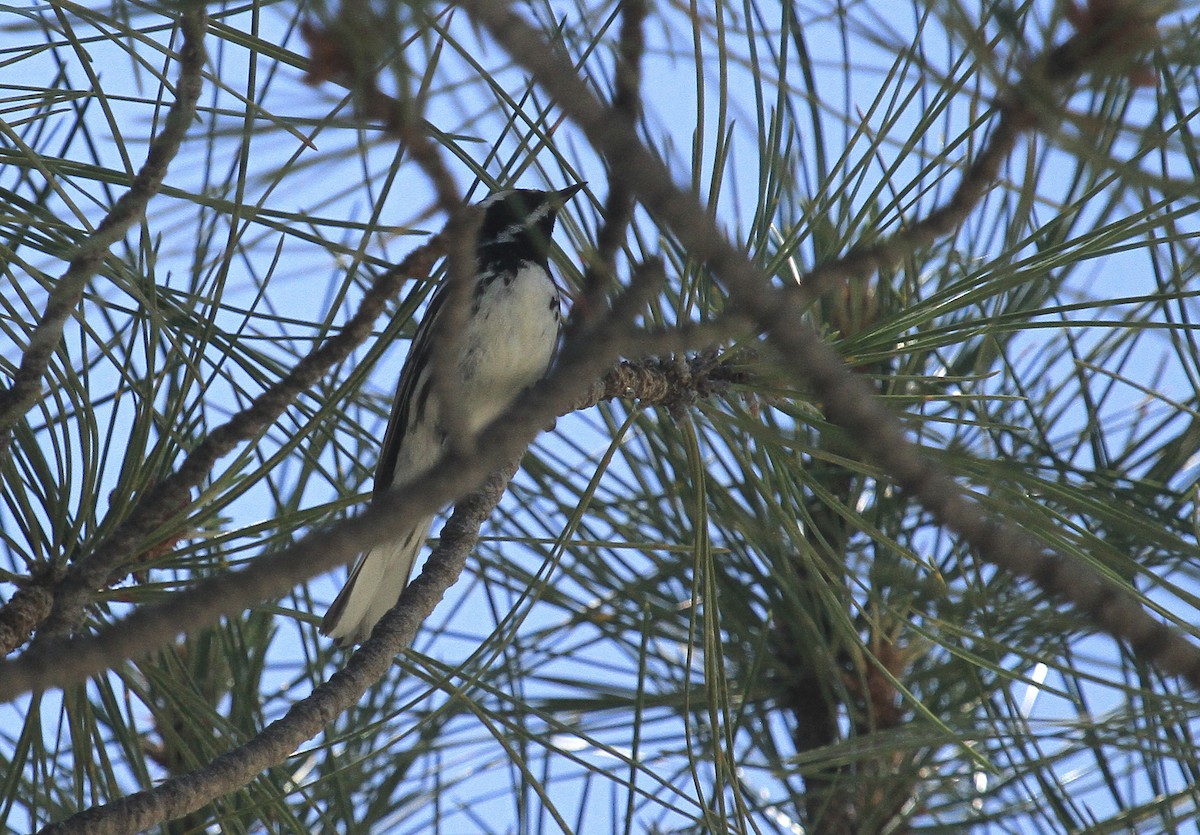 Black-throated Gray Warbler - ML620152955