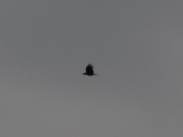 Common Raven - ML620152977