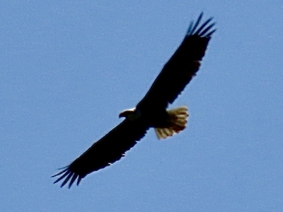 Bald Eagle - ML620152999