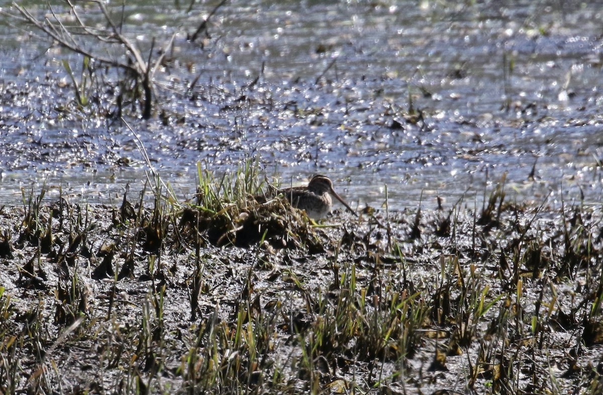 Wilson's Snipe - ML620153039