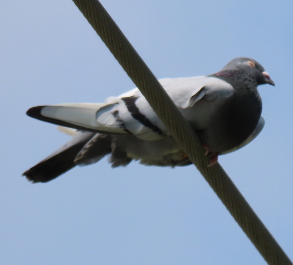 Rock Pigeon (Feral Pigeon) - ML620153040