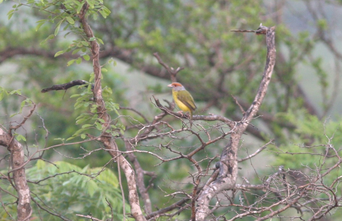 Краснобровый попугаевый виреон [группа gujanensis] - ML620153054
