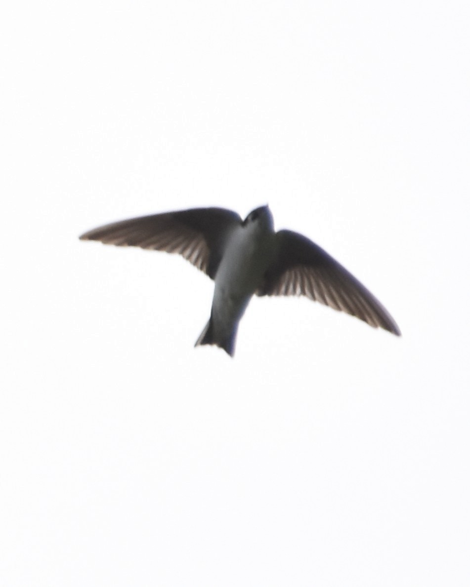 Violet-green Swallow - ML620153071