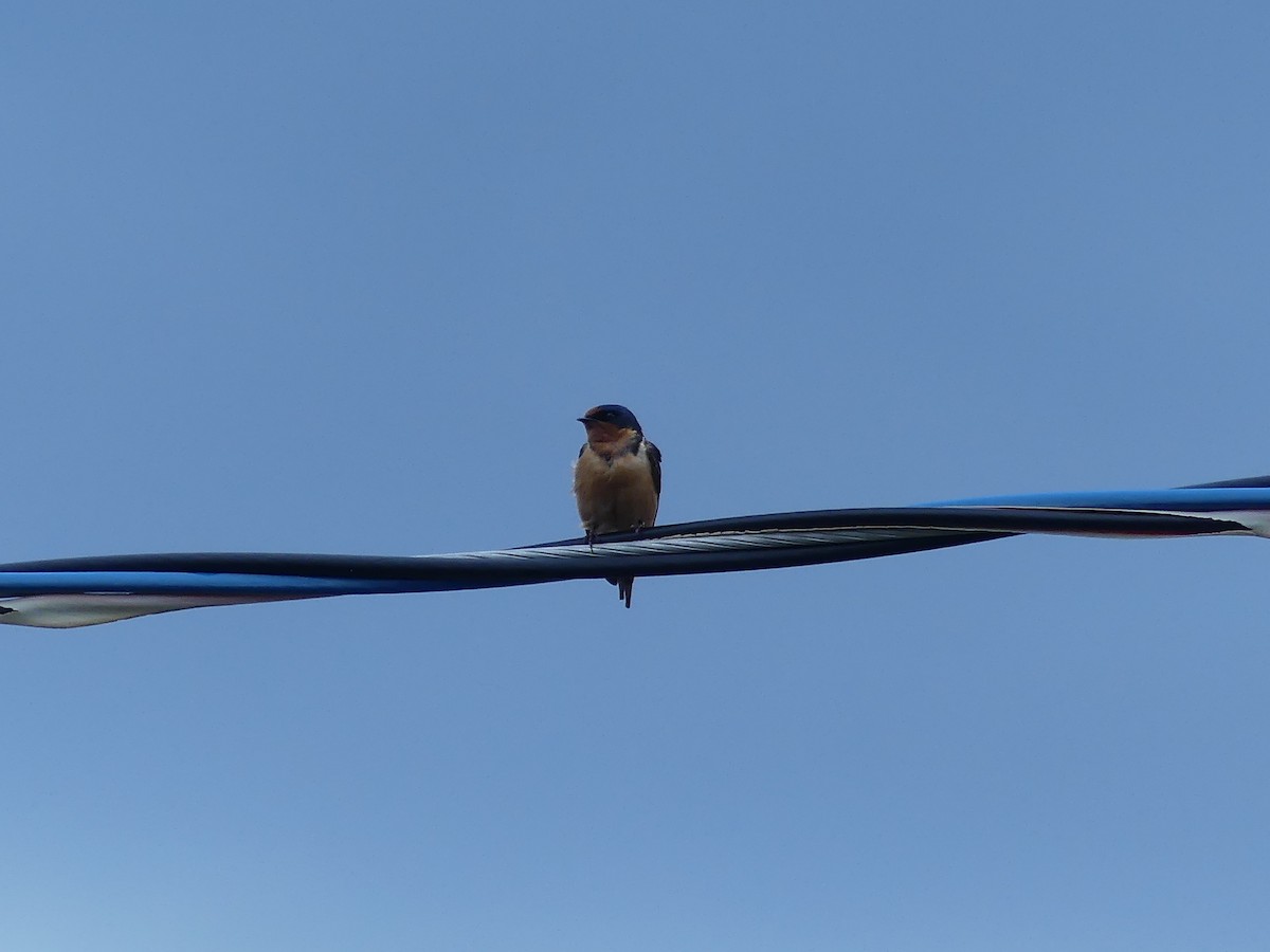Barn Swallow - ML620153072