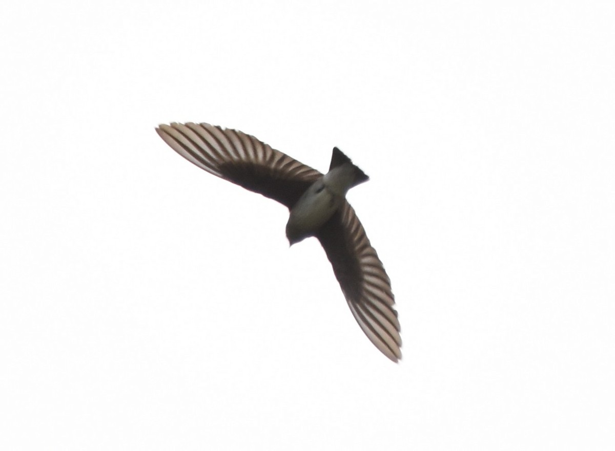 Northern Rough-winged Swallow - ML620153078