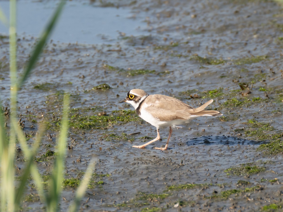 Little Ringed Plover - ML620153095