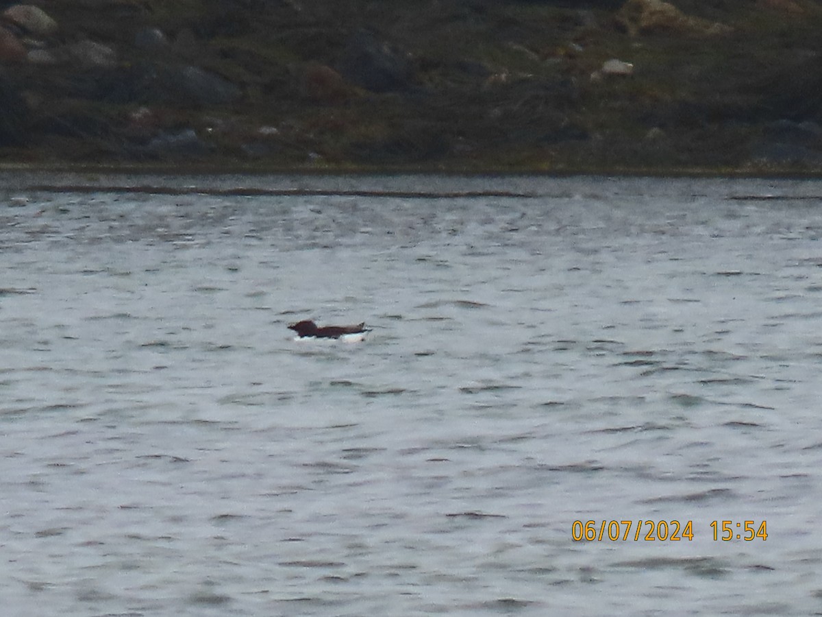 Thick-billed Murre - Barry Southard