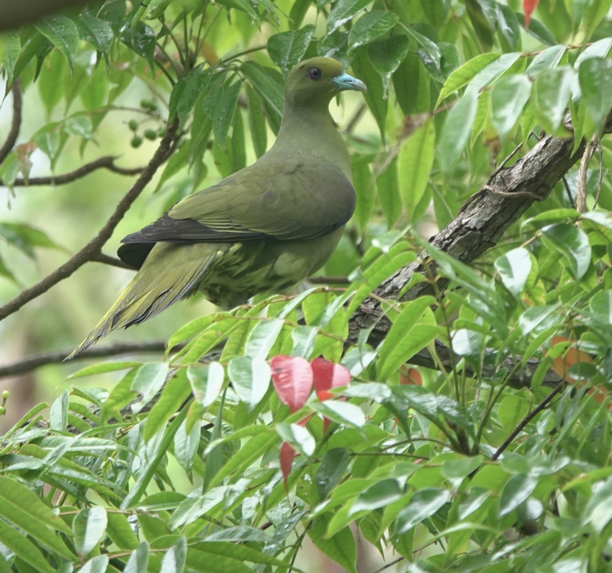 Whistling Green-Pigeon (Ryukyu) - ML620153114