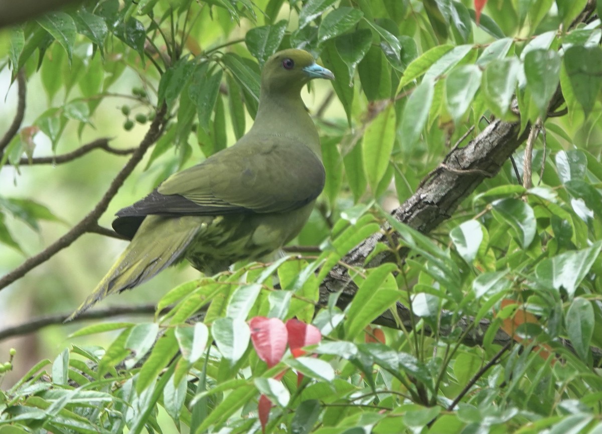 Whistling Green-Pigeon (Ryukyu) - ML620153115