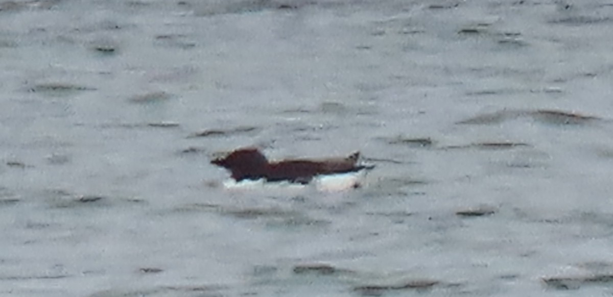 Thick-billed Murre - ML620153116