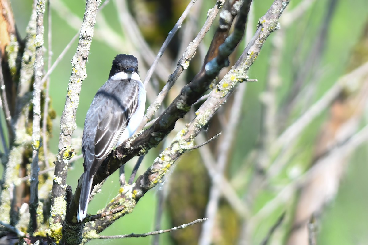 Schieferrücken-Königstyrann - ML620153117