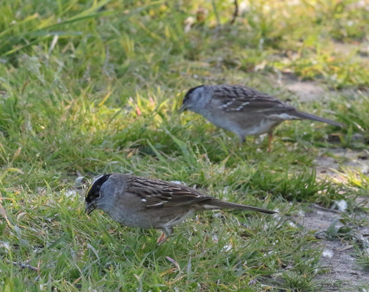 Golden-crowned Sparrow - ML620153118