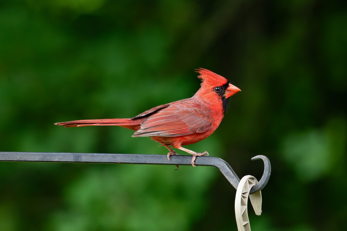 Cardinal rouge - ML620153120
