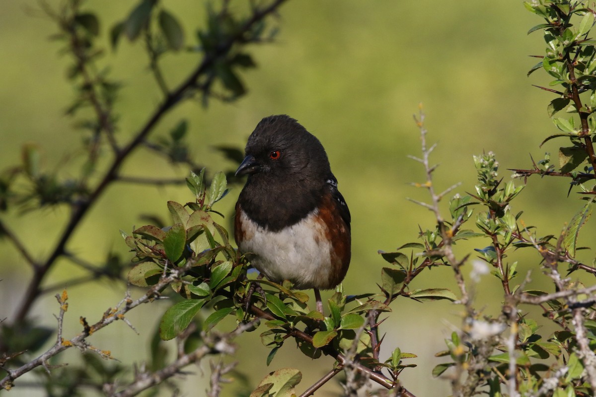 Spotted Towhee - ML620153127