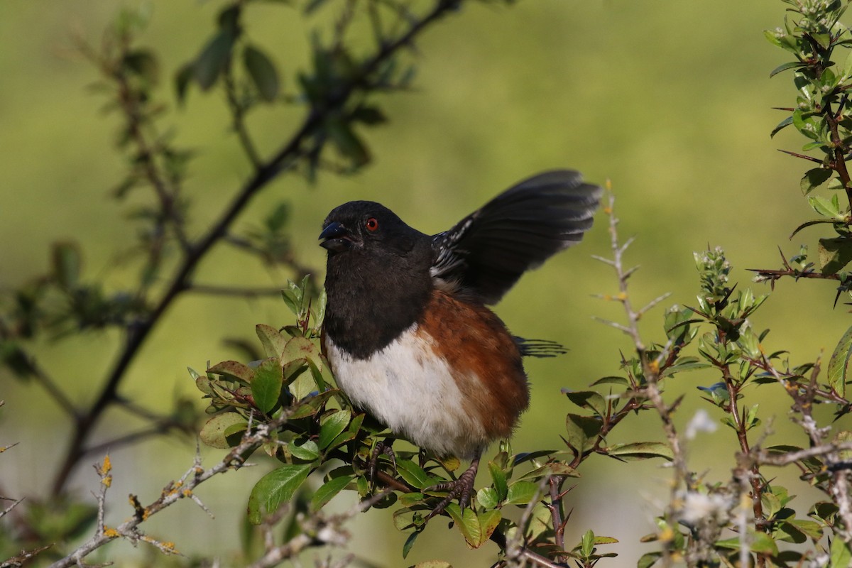 Spotted Towhee - ML620153128