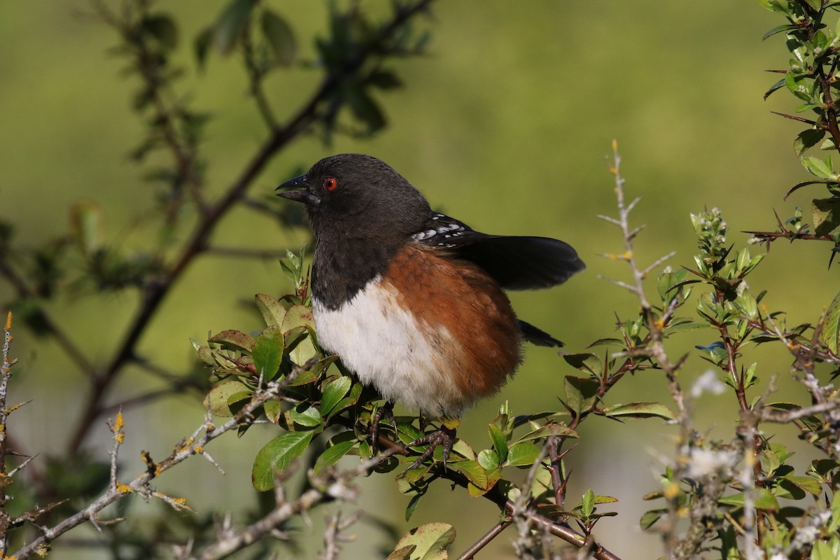Spotted Towhee - ML620153129