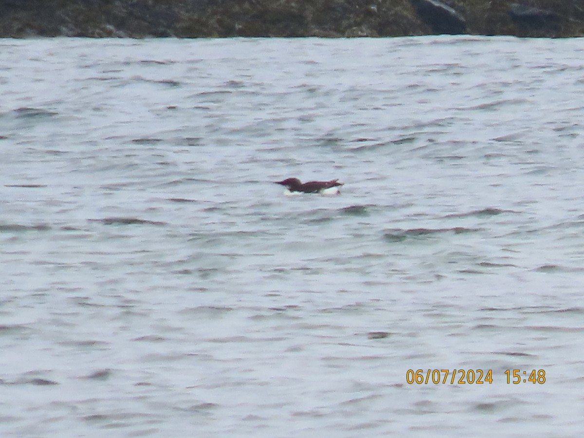 Thick-billed Murre - ML620153131