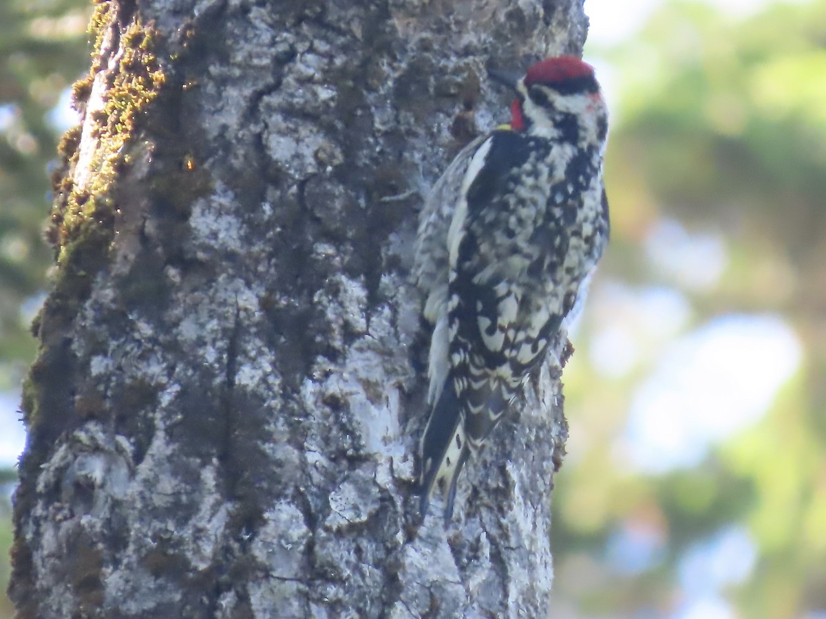 Yellow-bellied Sapsucker - ML620153135