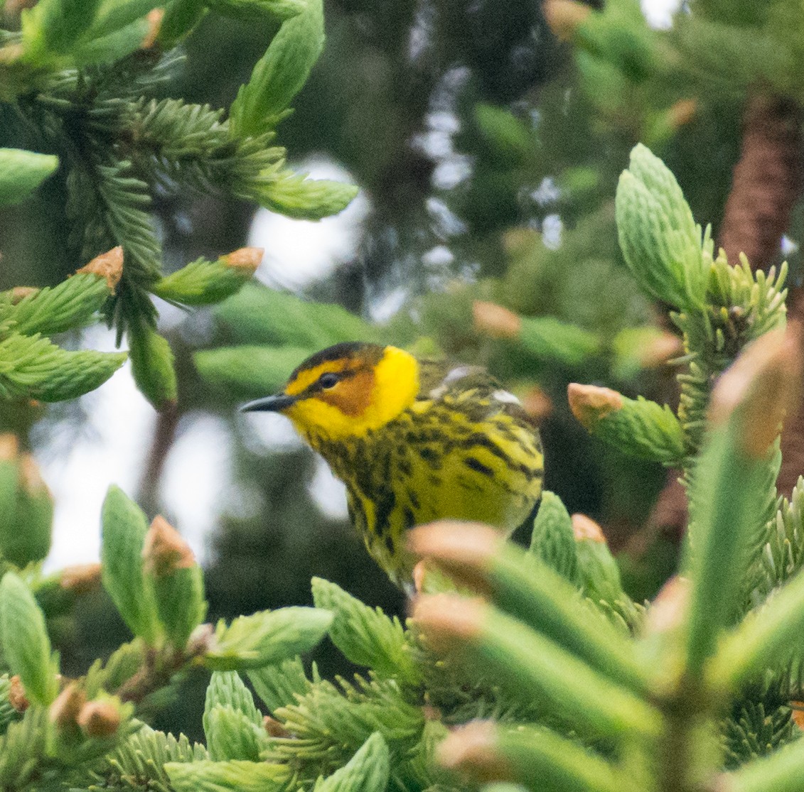 Cape May Warbler - ML620153146