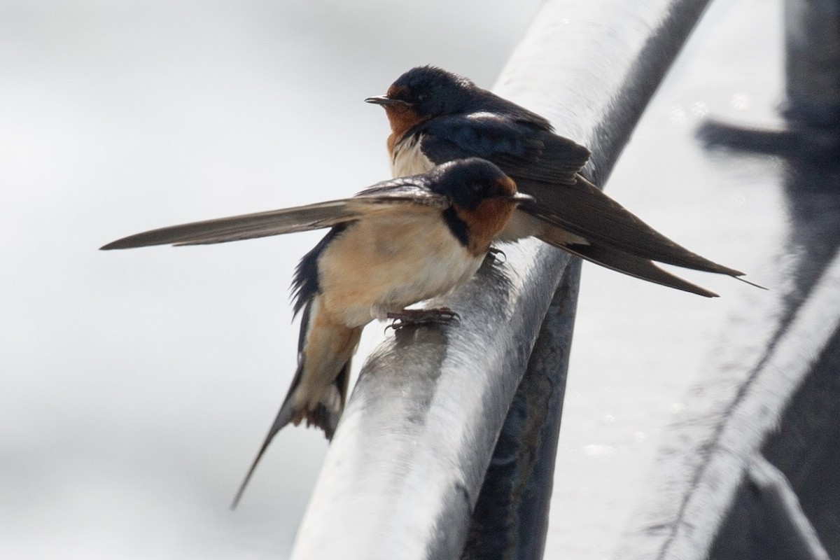 Barn Swallow - ML620153149