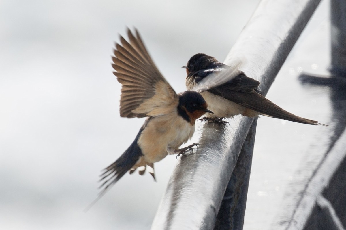 Barn Swallow - ML620153150