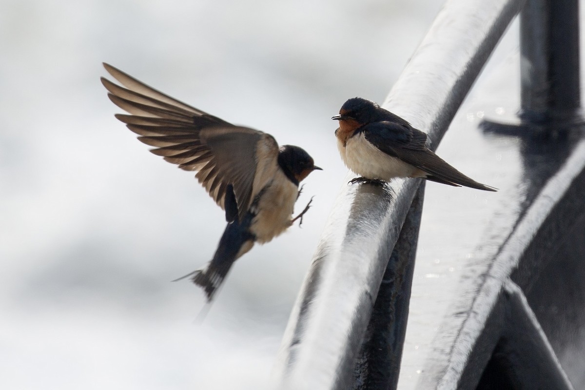 Barn Swallow - ML620153151