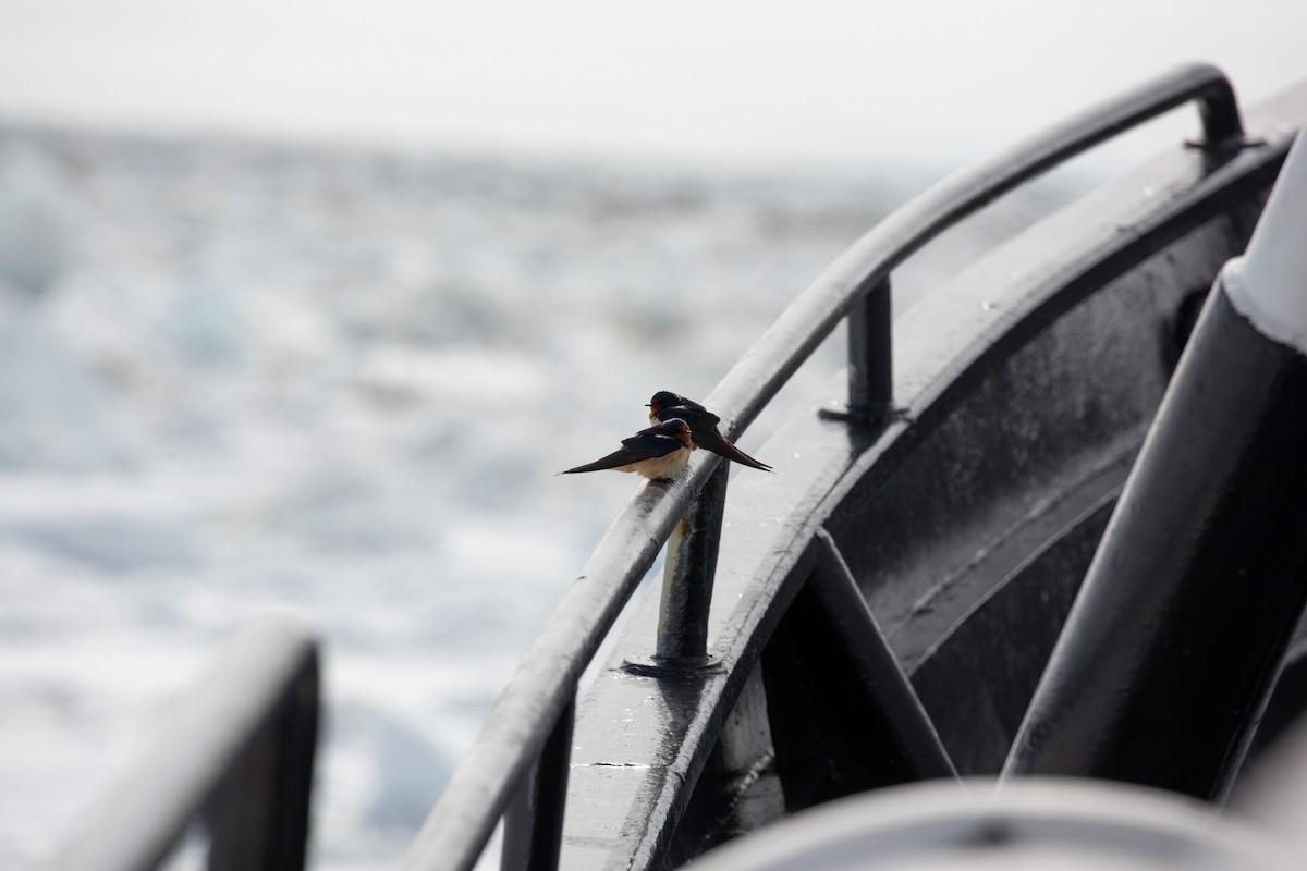 Barn Swallow - ML620153153