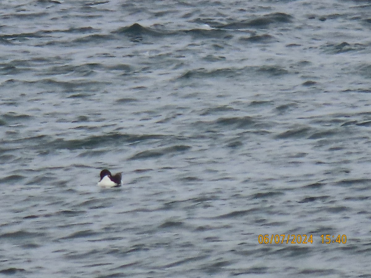 Thick-billed Murre - ML620153158