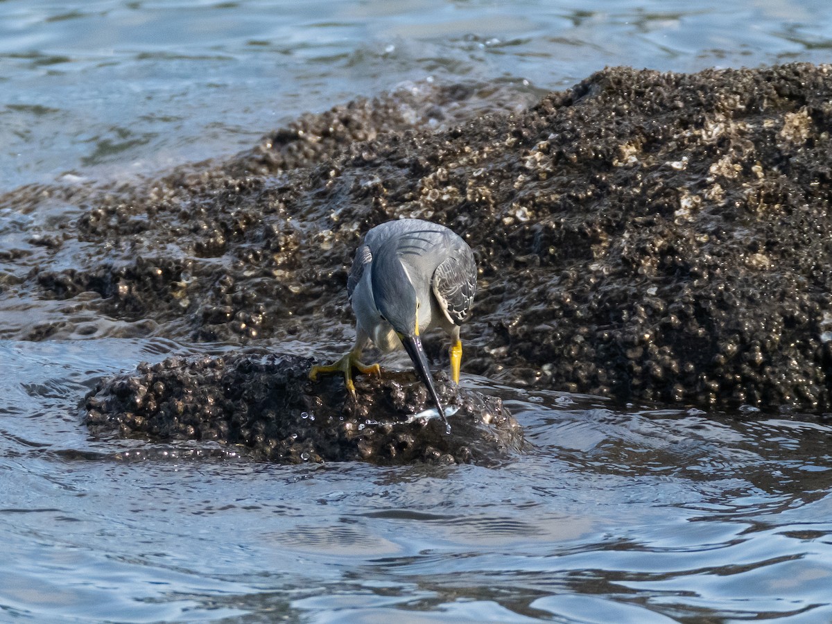 Striated Heron - ML620153165