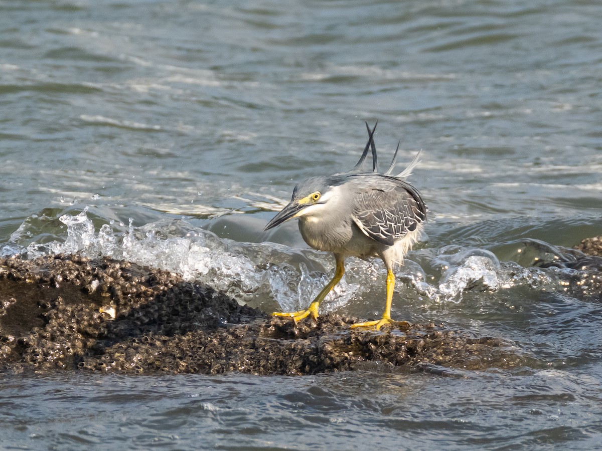 Striated Heron - ML620153166