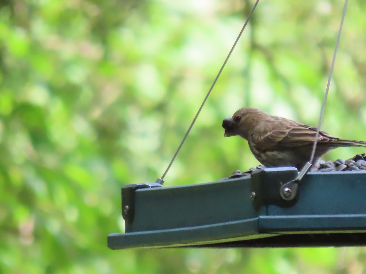 House Finch - ML620153173