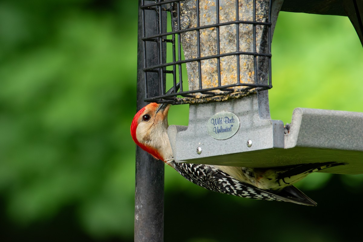 Red-bellied Woodpecker - ML620153175