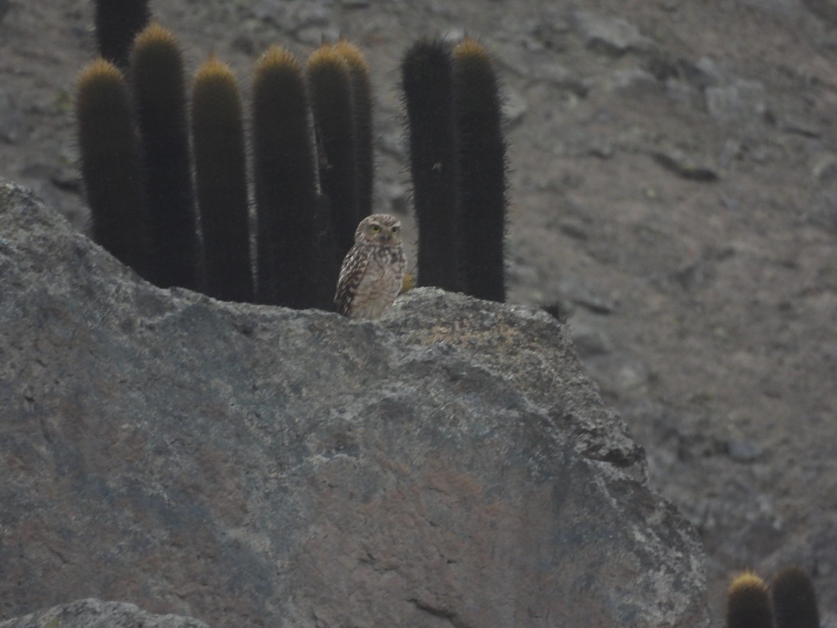Burrowing Owl - ML620153179